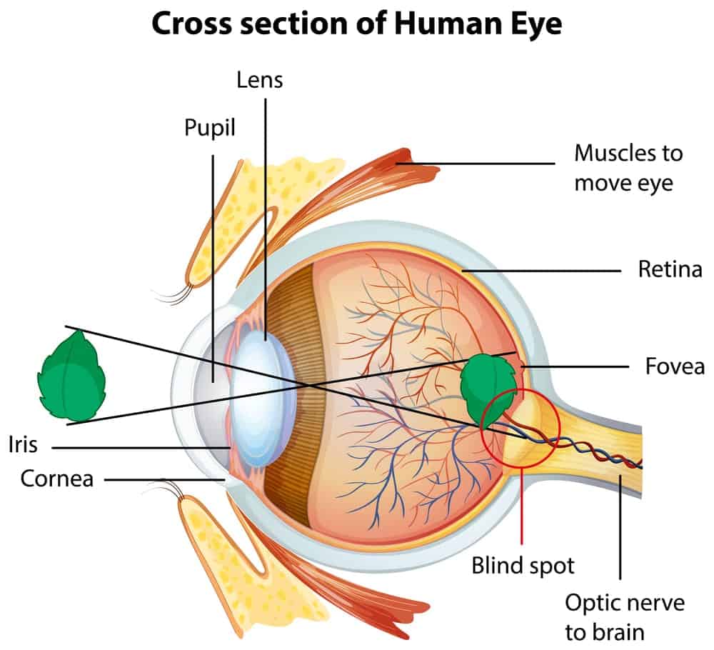 Diagram showing the eye and why don't we see things upside down