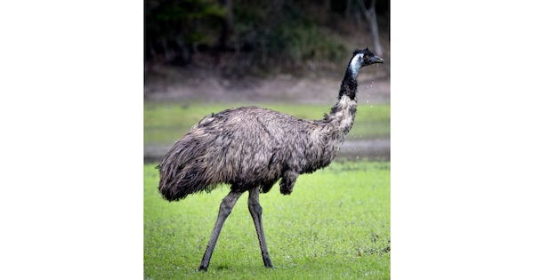 an emu in the wild